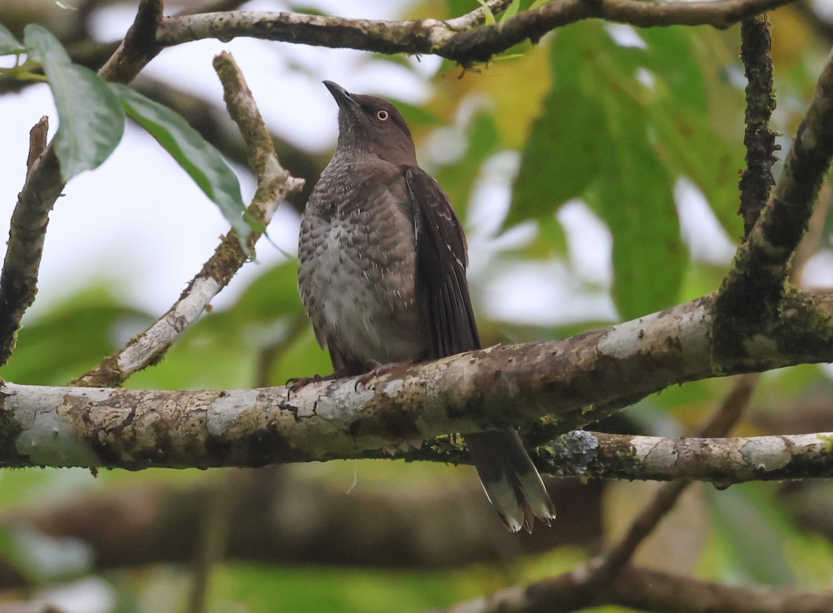 Scaly-breasted Thrasher - ML618456714