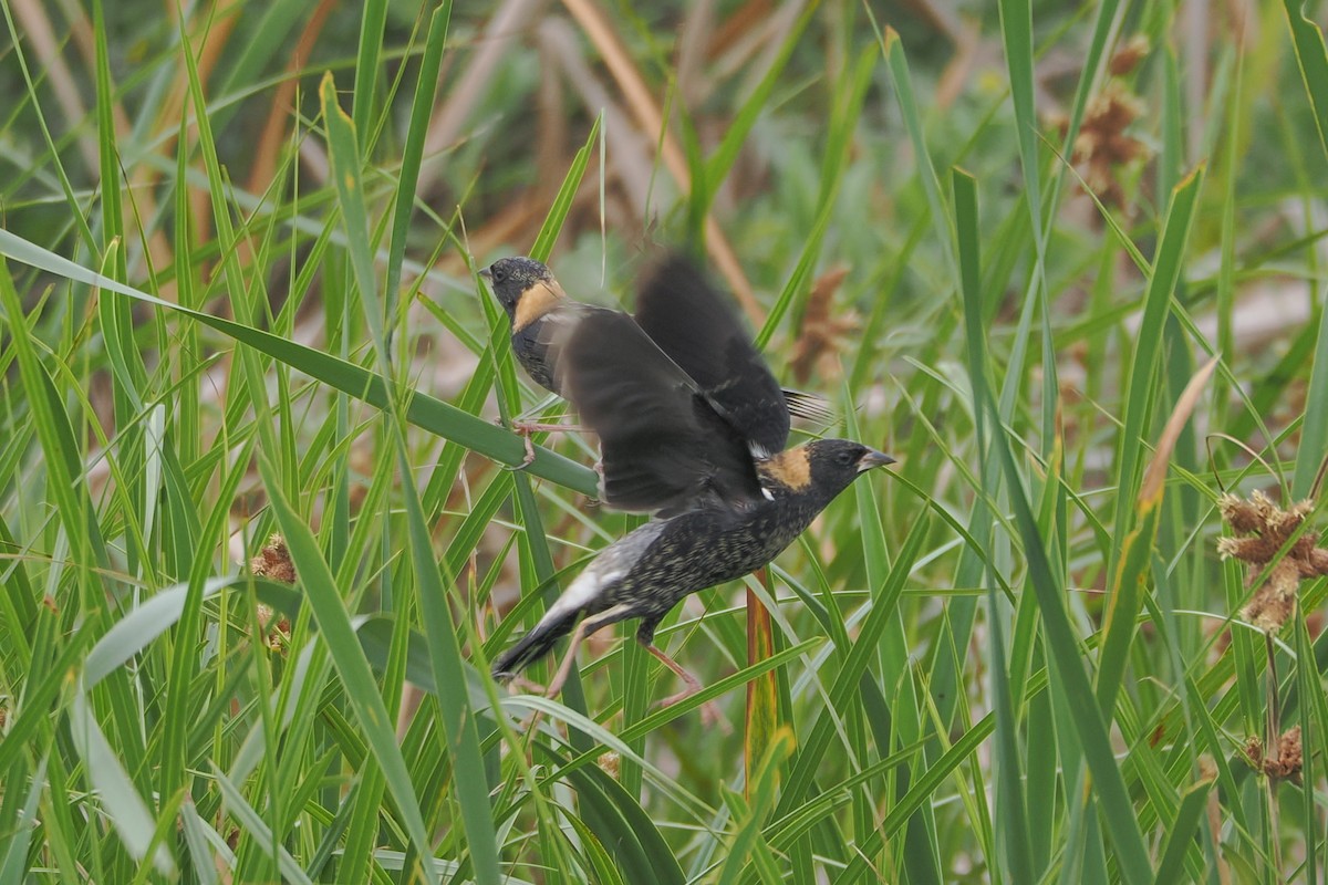 bobolink americký - ML618456721