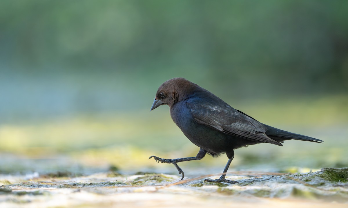 Brown-headed Cowbird - ML618456734