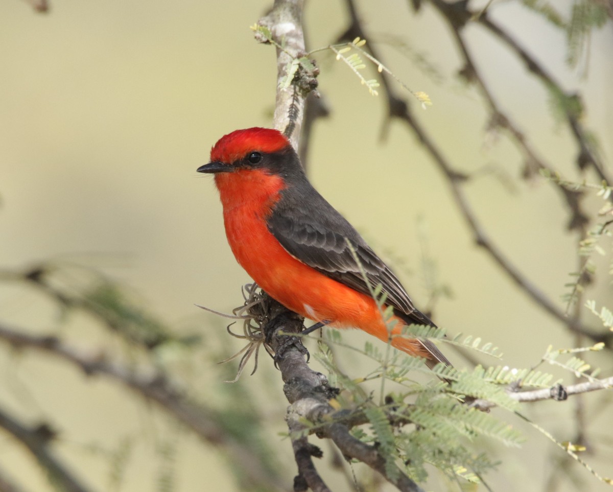 Vermilion Flycatcher - ML618456757