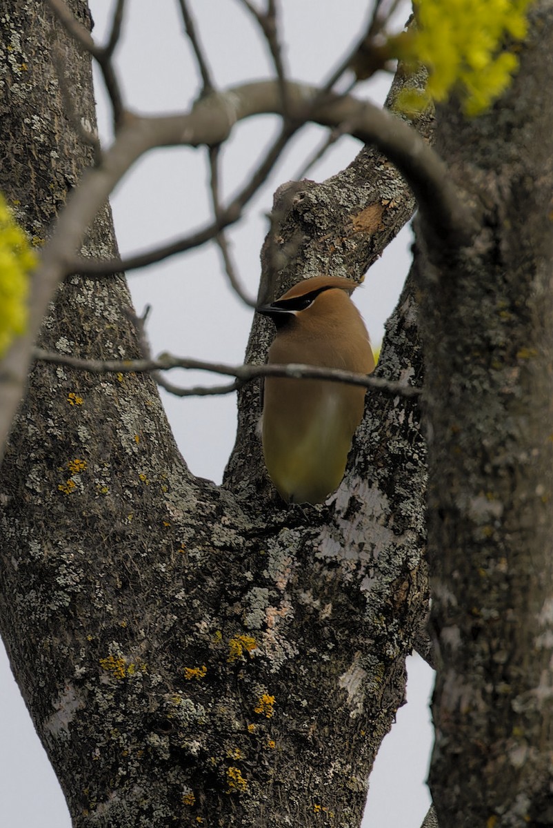 Cedar Waxwing - ML618456788