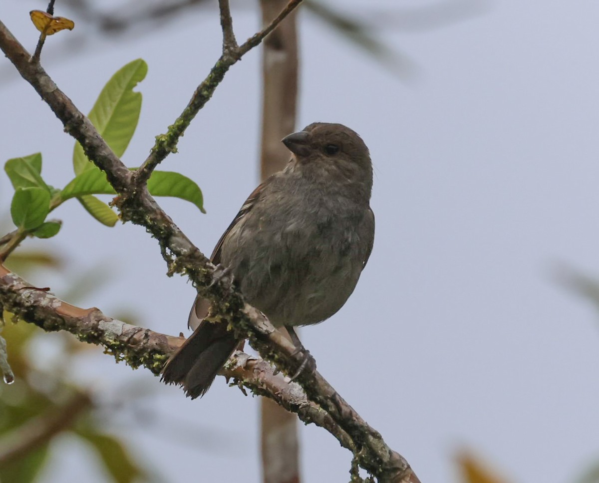 Lesser Antillean Bullfinch - ML618456797