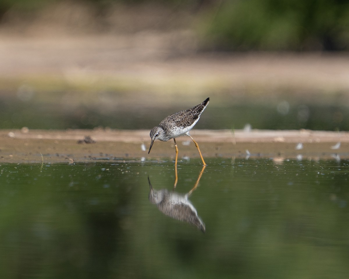 Lesser Yellowlegs - ML618456819