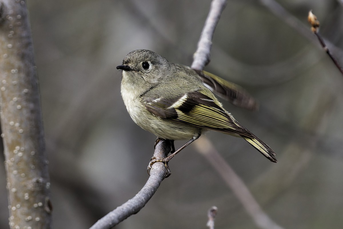 Ruby-crowned Kinglet - Mario St-Gelais