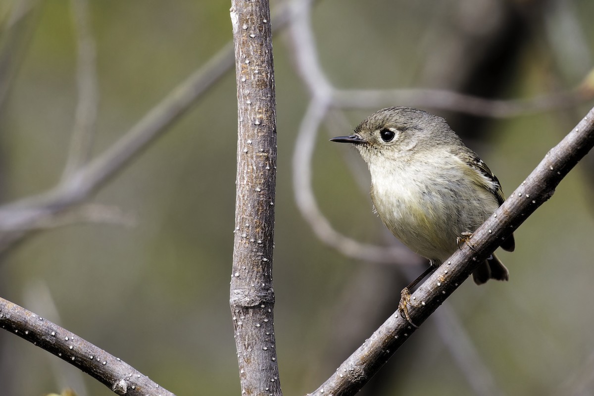 Ruby-crowned Kinglet - Mario St-Gelais