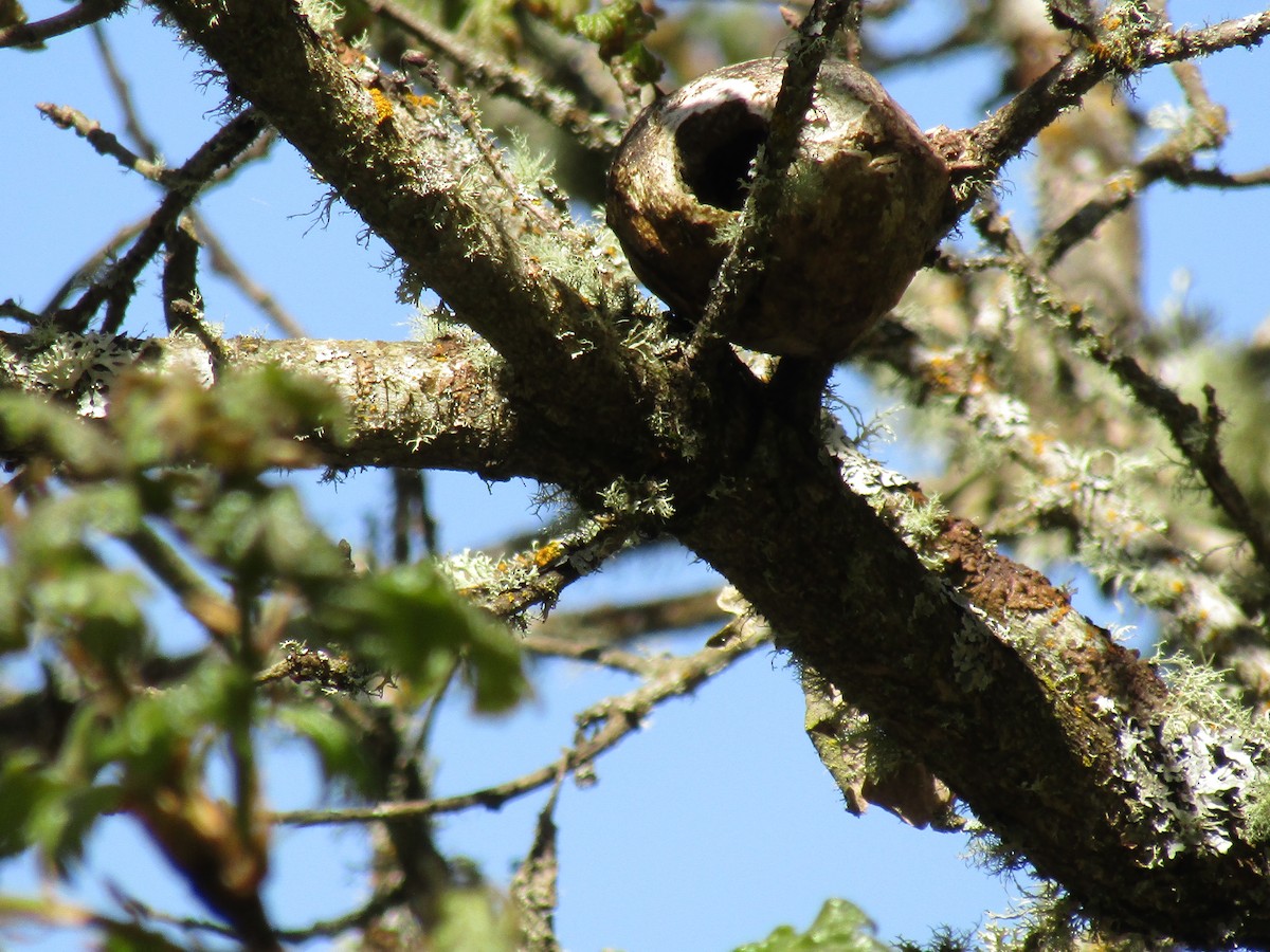 Anna's Hummingbird - Travis Stewart