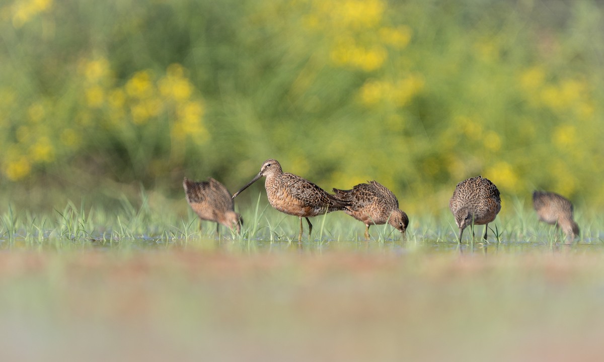 Long-billed Dowitcher - ML618456839