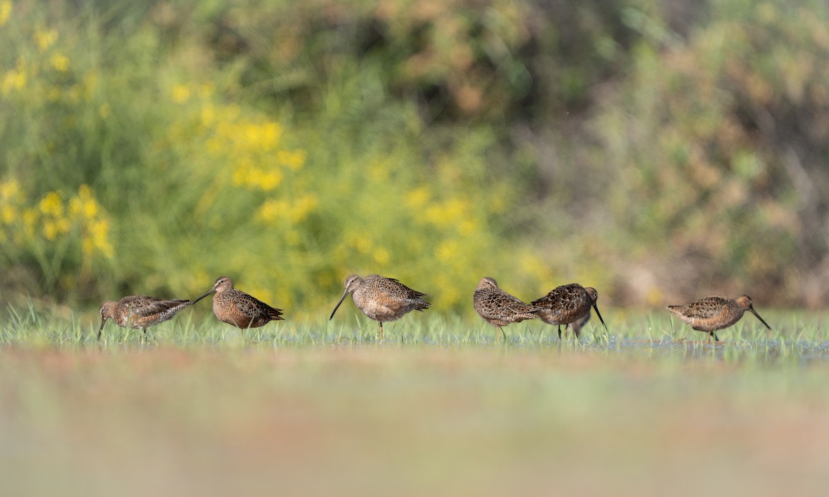 Long-billed Dowitcher - ML618456840