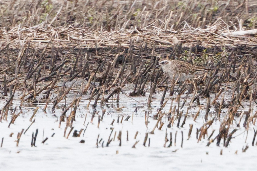 American Golden-Plover - ML618456860