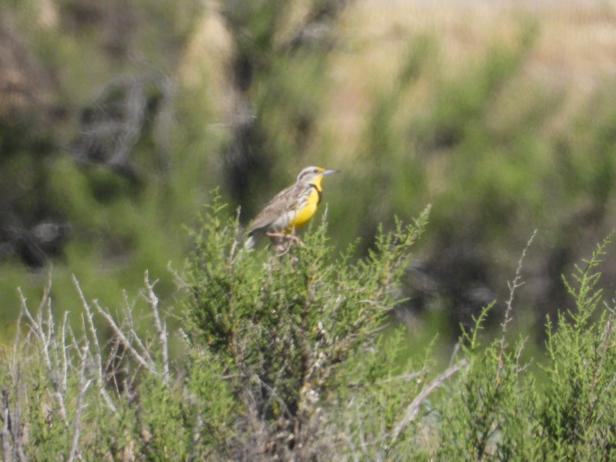 Western Meadowlark - ML618456900