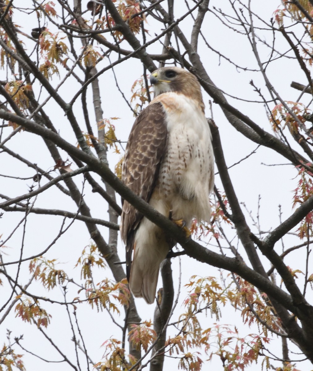 Rotschwanzbussard - ML618456911