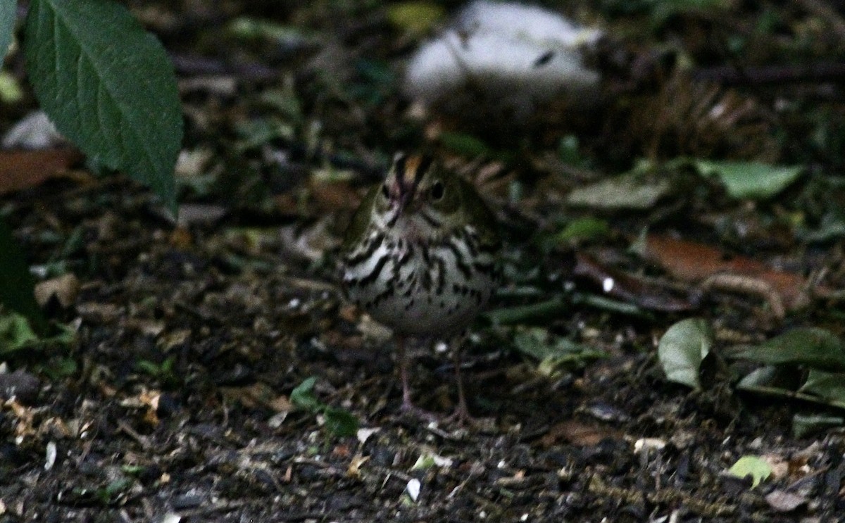 Ovenbird - ML618456945