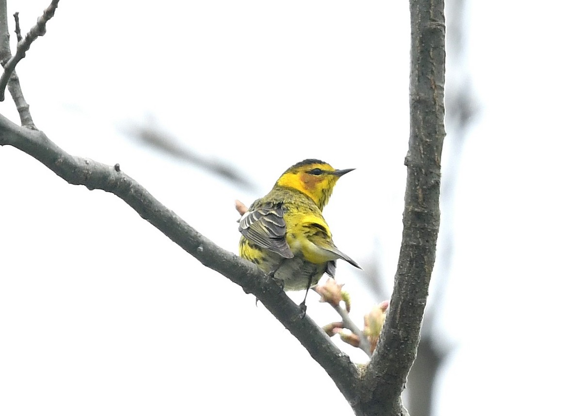 Cape May Warbler - ML618456960