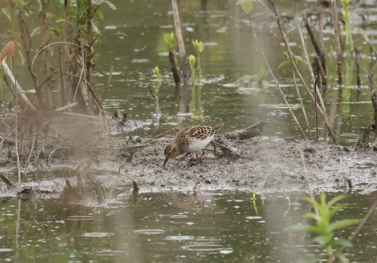 Least Sandpiper - ML618456961