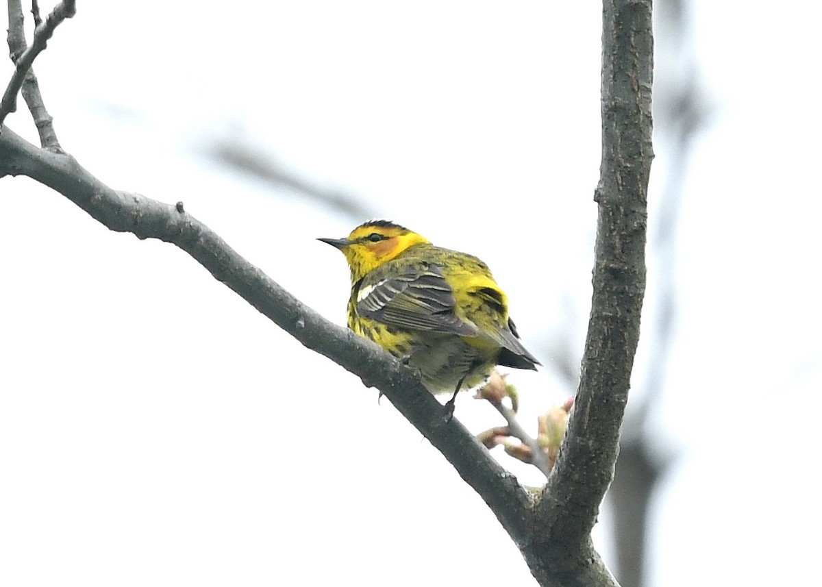 Cape May Warbler - ML618456964