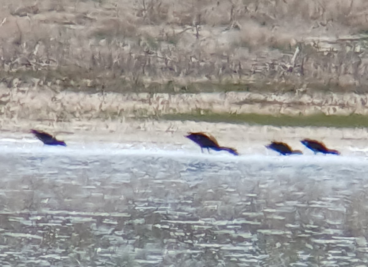 White-faced Ibis - ML618456981