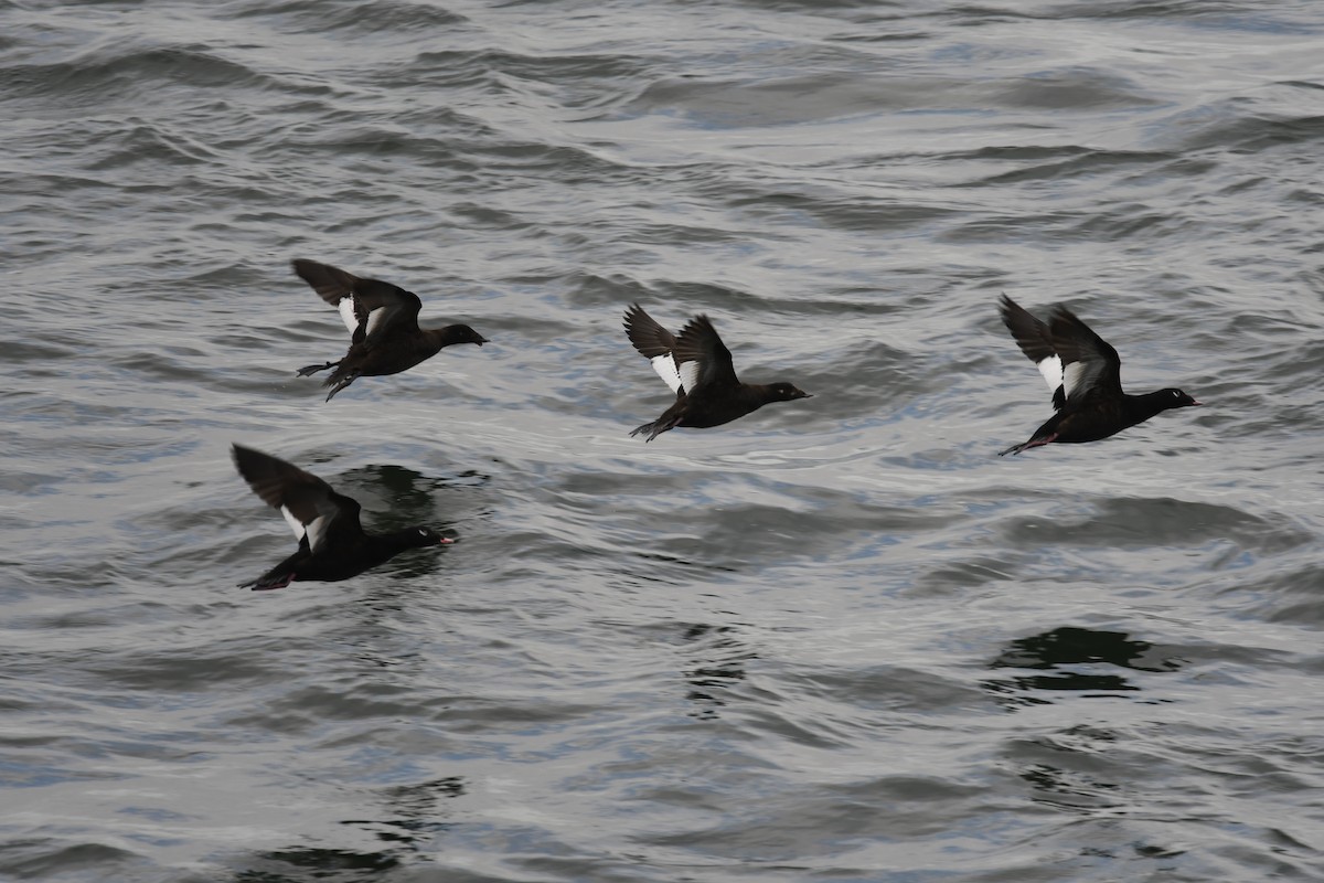 White-winged Scoter - ML618456983