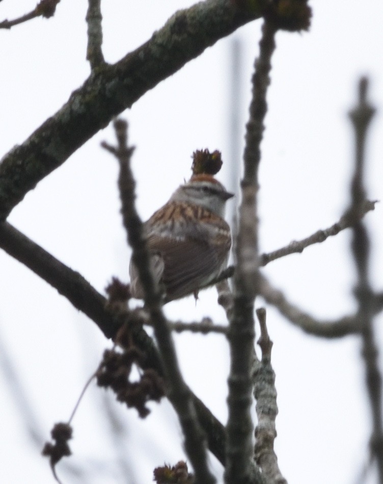 Chipping Sparrow - ML618457010