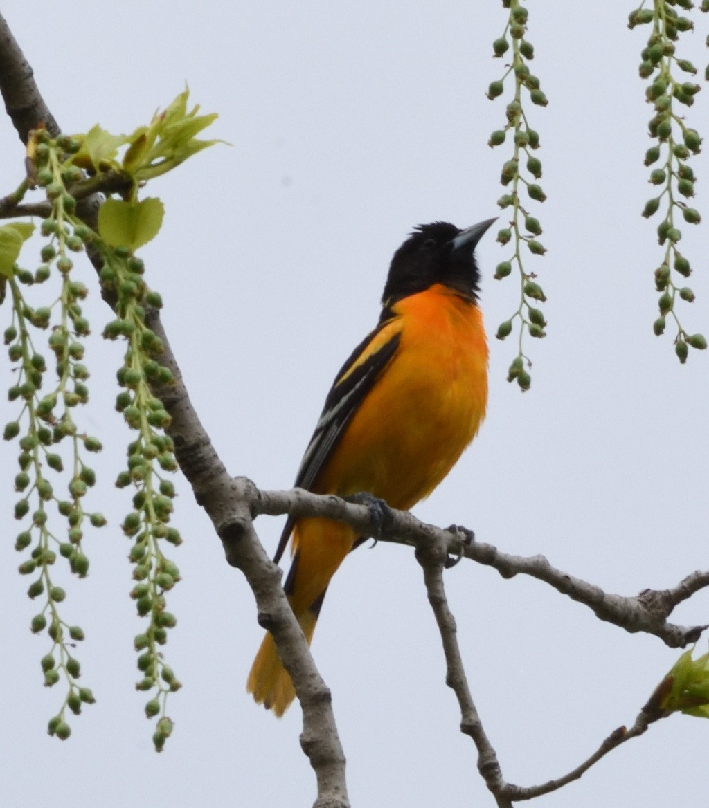 Baltimore Oriole - ML618457017