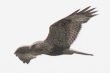 Rough-legged Hawk - ML618457021