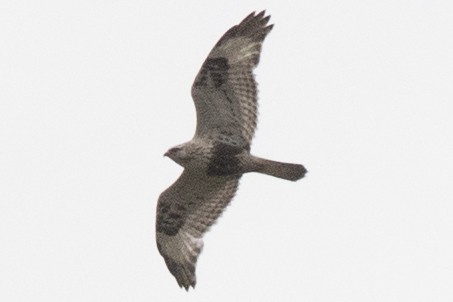 Rough-legged Hawk - ML618457022