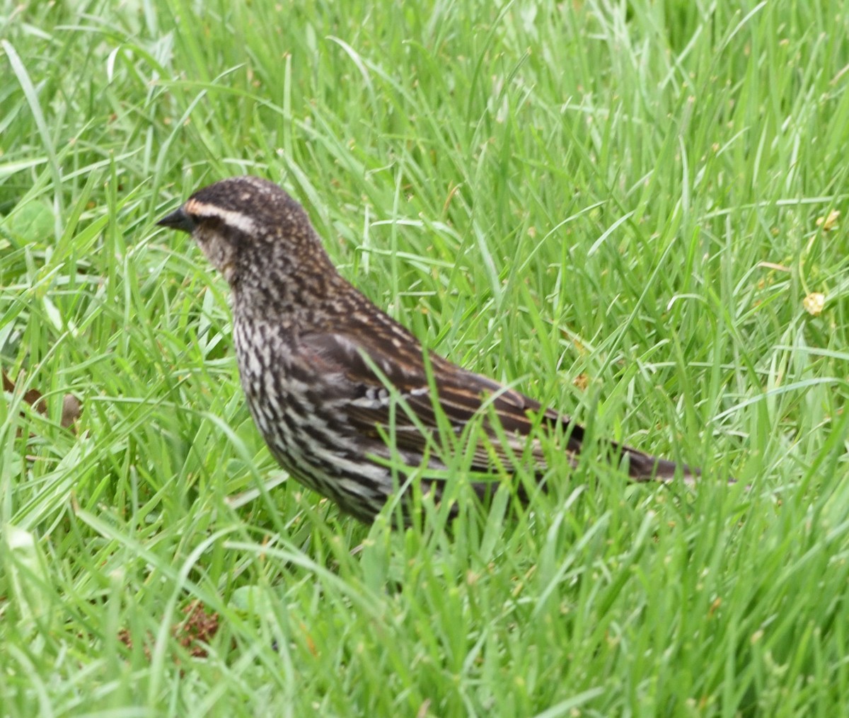 Red-winged Blackbird - ML618457026