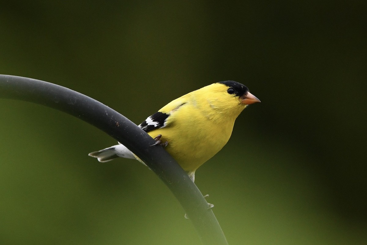 American Goldfinch - ML618457044