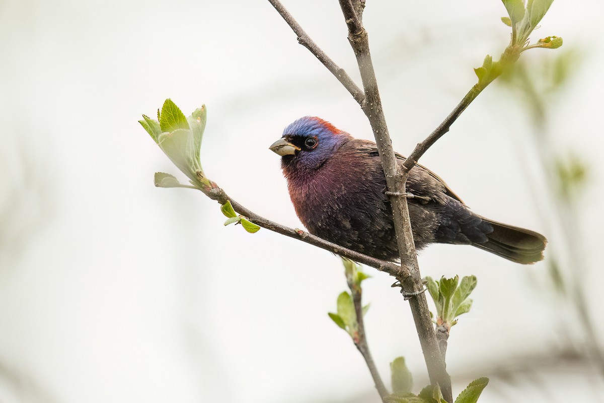 Varied Bunting - Jeremy  Meyer