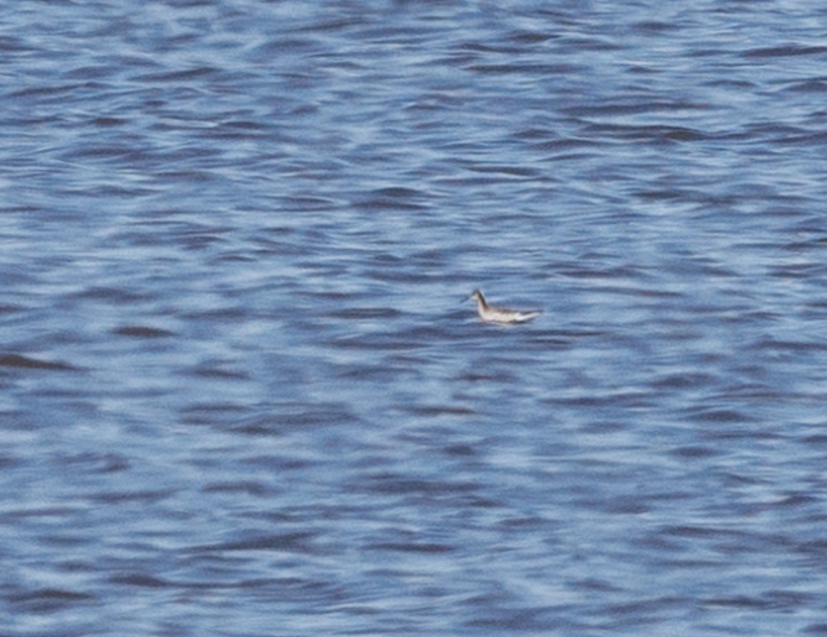 Wilson's Phalarope - J Smith