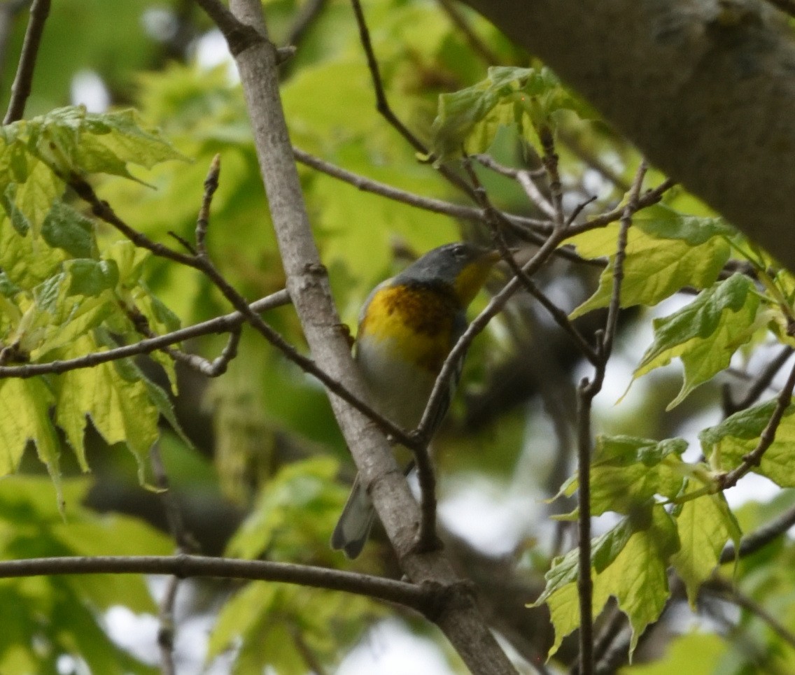 Northern Parula - ML618457105