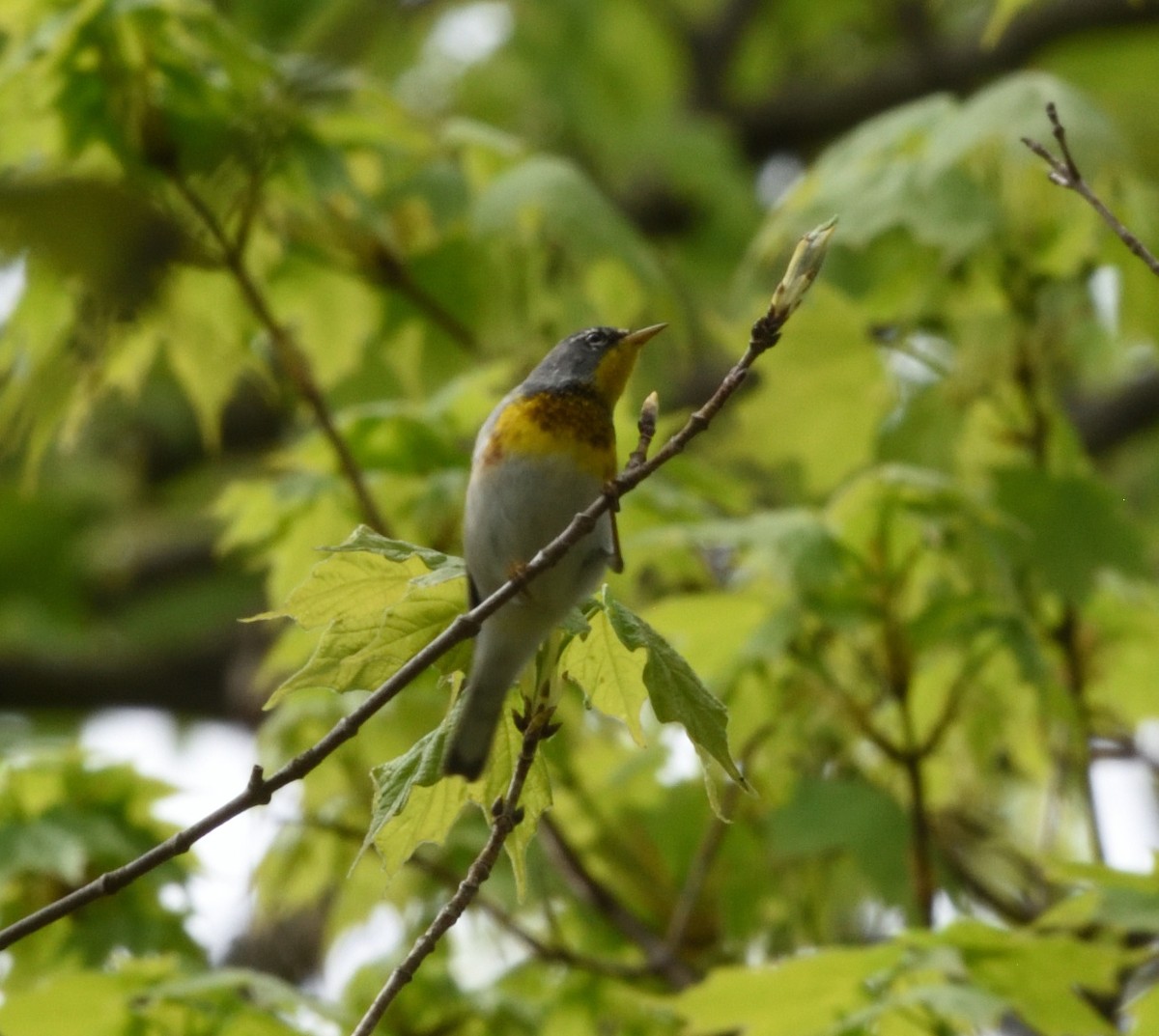 Northern Parula - ML618457106