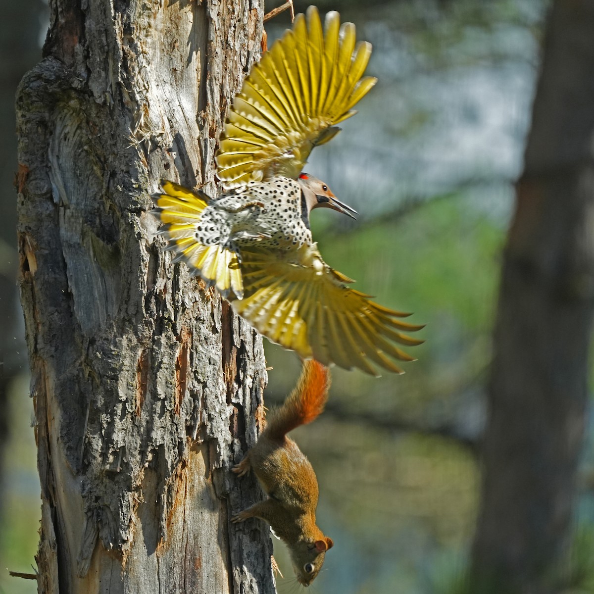 Northern Flicker - Nancy Elliot