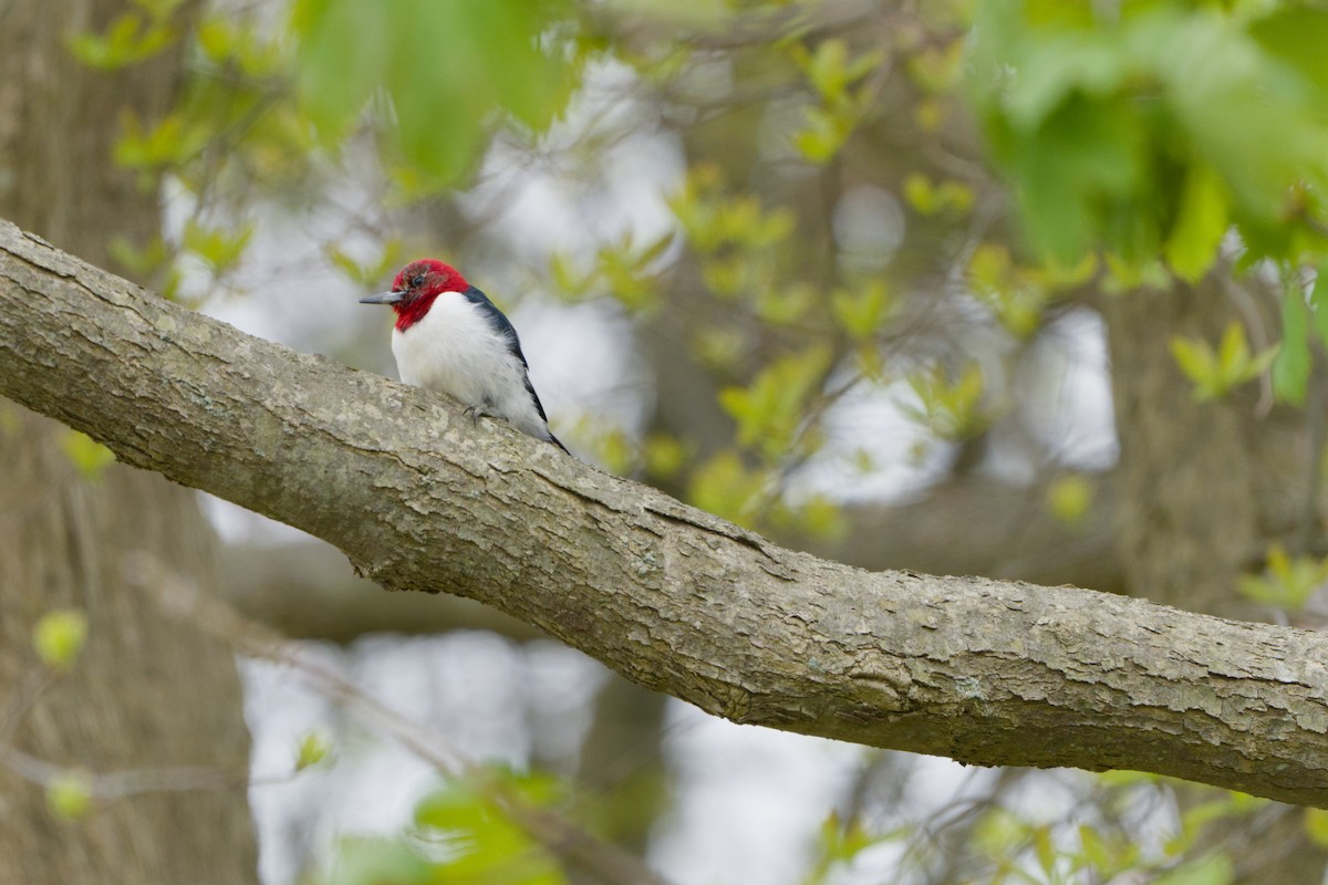 Red-headed Woodpecker - ML618457114