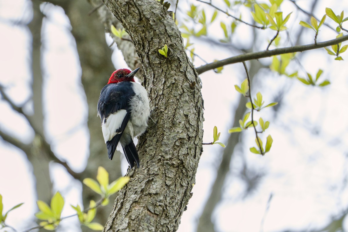 Red-headed Woodpecker - ML618457115