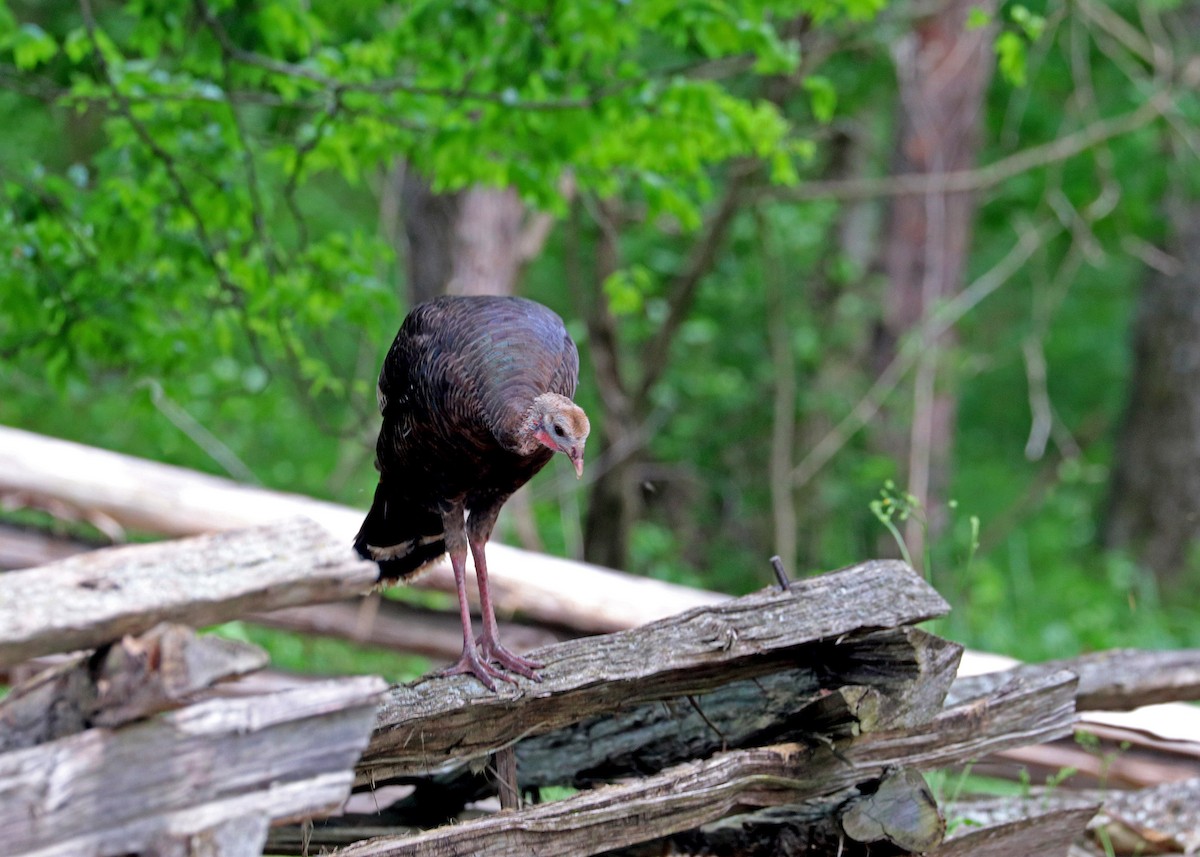 Wild Turkey - Noreen Baker