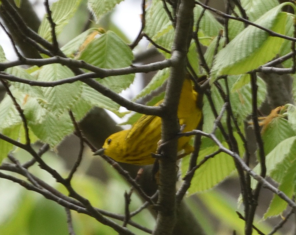 Yellow-rumped Warbler - ML618457148