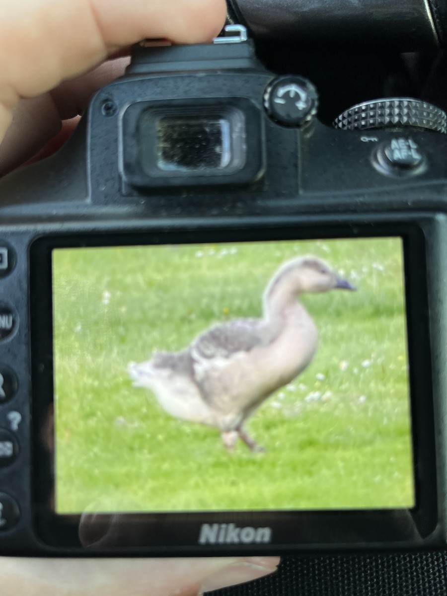 Graylag Goose (Domestic type) - josh Ketry