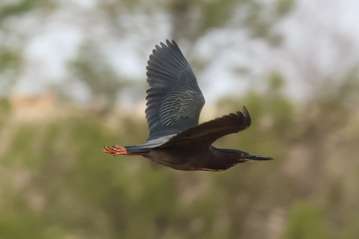 Green Heron - Chad Cornish