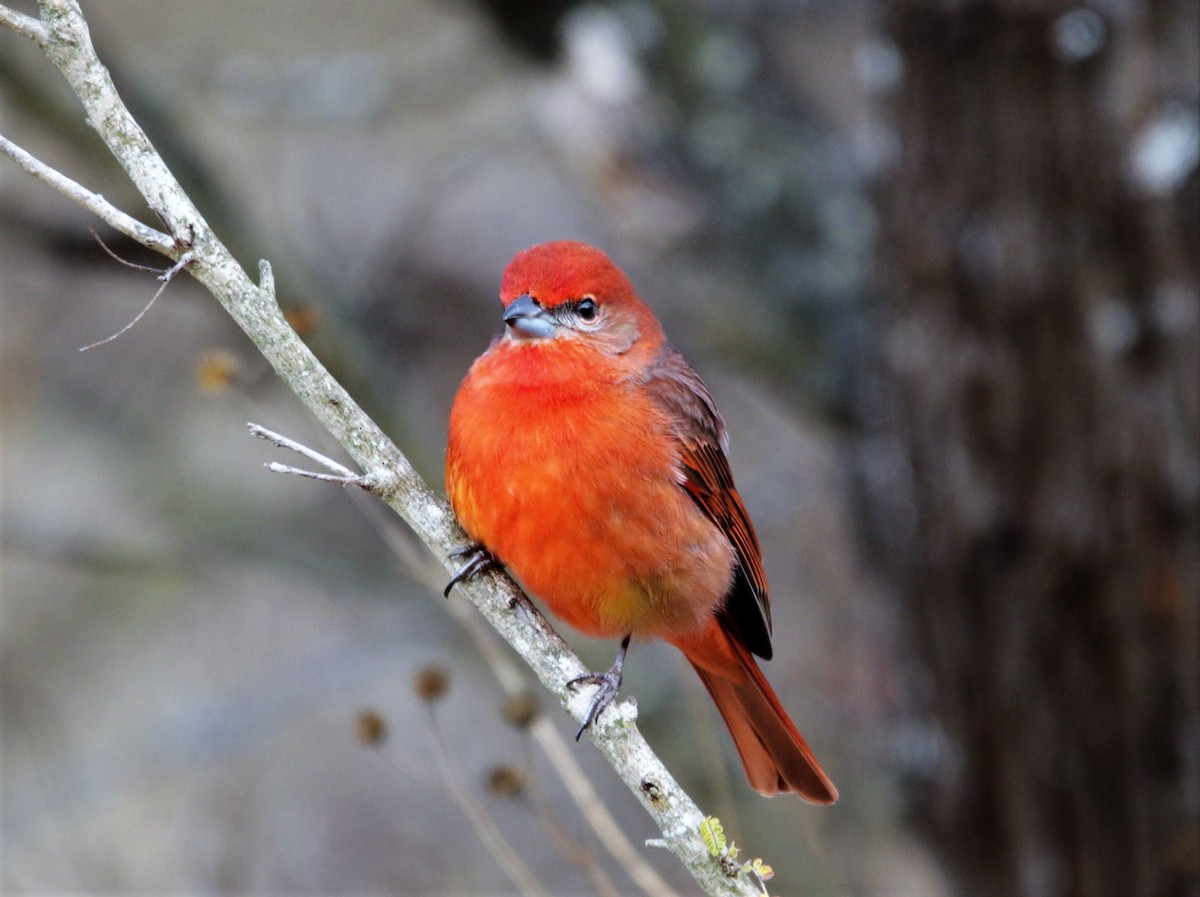 Hepatic Tanager - ML618457200