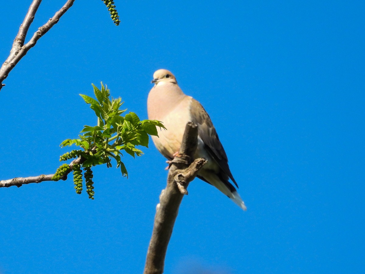 Mourning Dove - ML618457201