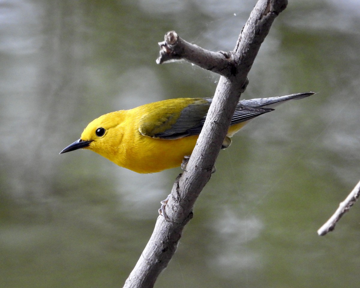 Prothonotary Warbler - ML618457208