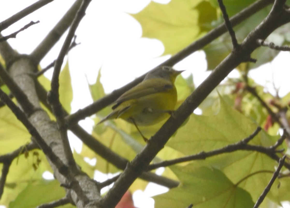 Nashville Warbler - ML618457215