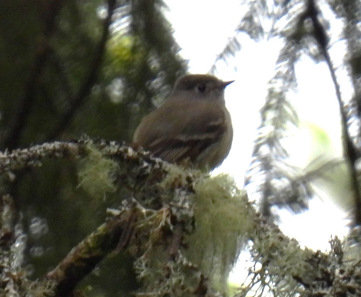 Hammond's Flycatcher - ML618457229