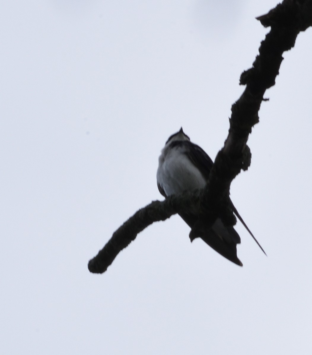 Tree Swallow - ML618457237