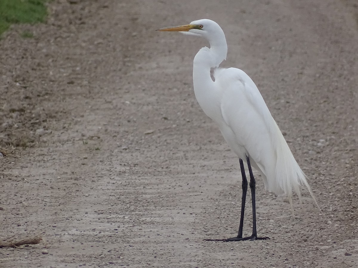 Great Egret - Teri Ligon