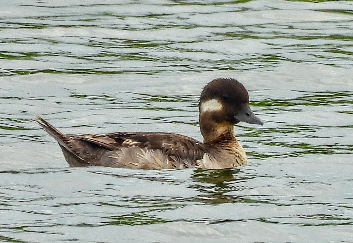 Bufflehead - Katey Buster