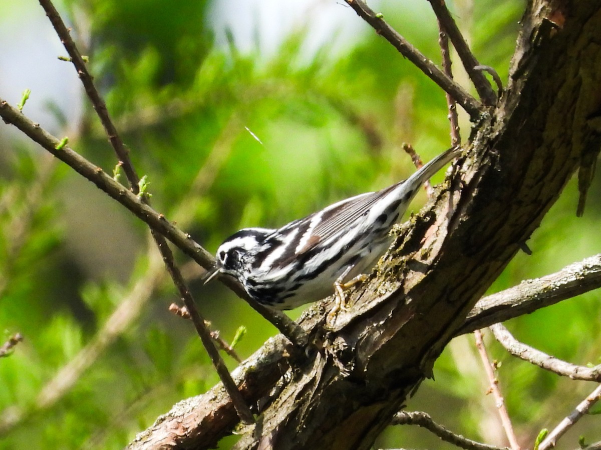 Black-and-white Warbler - Haley Gottardo