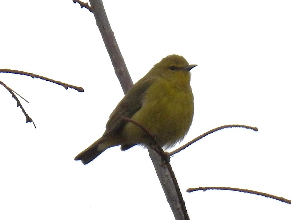 Orange-crowned Warbler - ML618457277