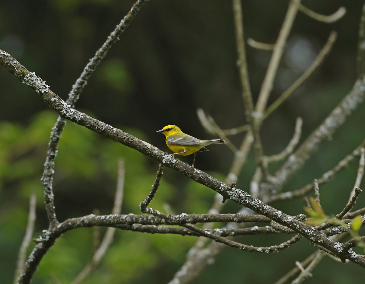 Blue-winged Warbler - ML618457298