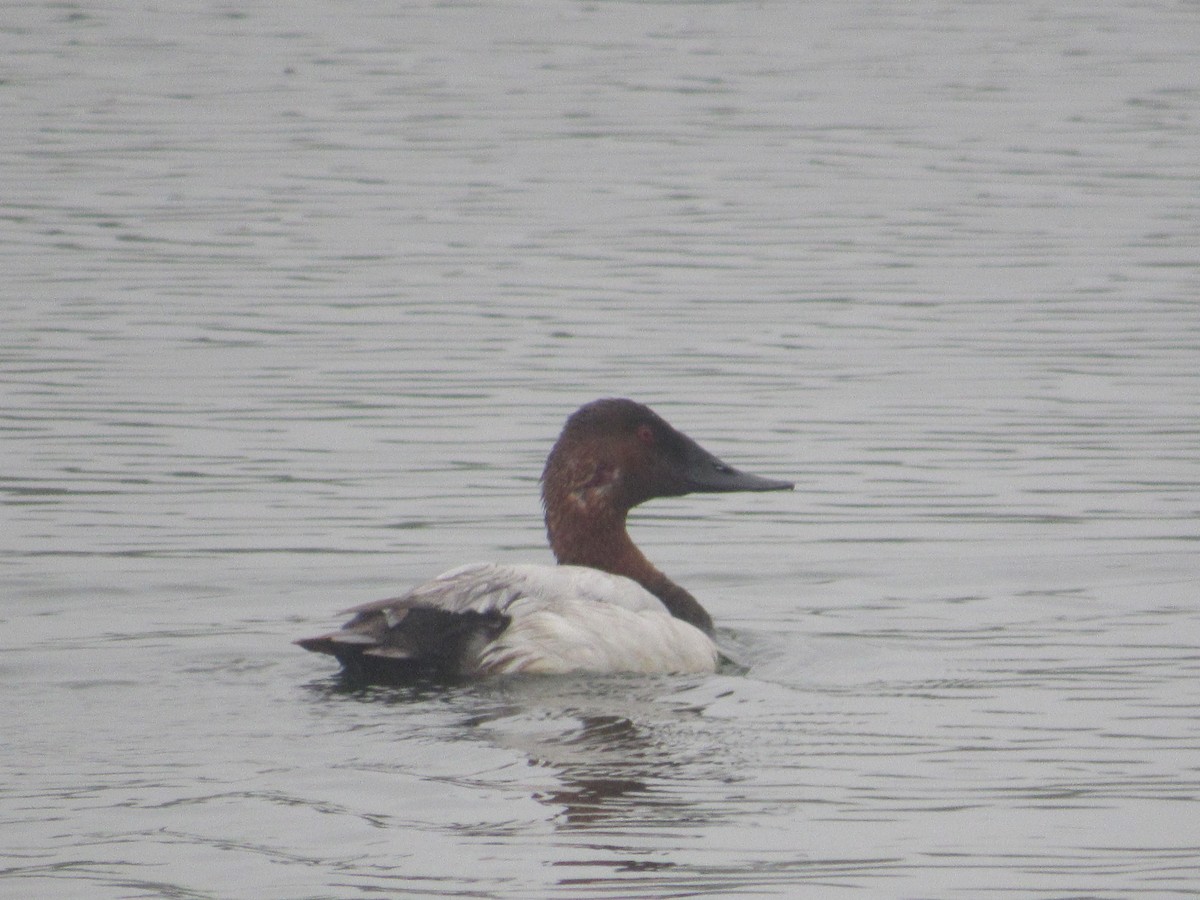 Canvasback - ML618457307